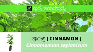 තුරු තොරතුරු 10 කුරුඳු  Cinnamon  Cinnamomum zeylanicum [upl. by Hnib42]