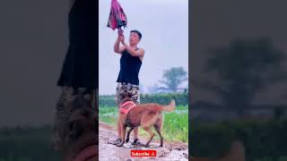 The dog helped his owner ❤️❤️🕹️⬆️ shorts [upl. by Cousins]