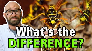 What is the Difference Between Bees Wasps and Hornets [upl. by Nylessej]