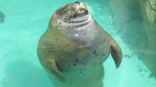 Harbor Seals Swimming Playing amp Resting  Maritime Aquarium [upl. by Inait]