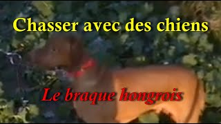 Chasser avec des chiens E10 Le braque Hongrois [upl. by Ettenwahs]