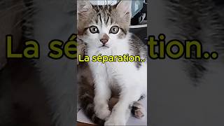 La séparation  CineActuPolitik [upl. by Lacey]