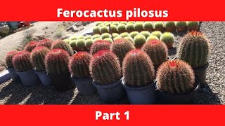 Ferocactus pilosus Part 1 shorts [upl. by Ria]