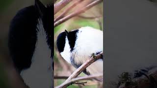 🖤 Black capped chickadee 🤍 [upl. by Ullyot]