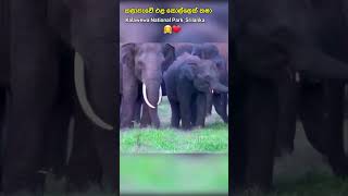 Dangerous Tusker ElephantSrilanka 😲❤️  කලාවැවේ එළ කොල්ලෙක් 🤗❤️ short voicelanka WildAnimals [upl. by Primrosa]