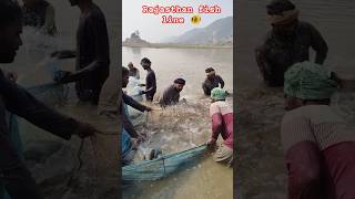 🐟Beautiful🐠 Tiger🎣fish🐟Komal🐳fish🐟katla🐟fish🐟Rahul🐟 fish🐠viralvideo fishing machhri fishingline [upl. by Agathy]