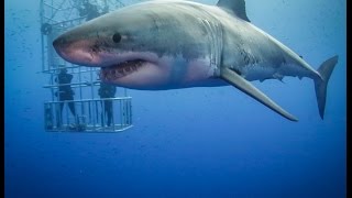 Guadalupe Great White Sharks HD video [upl. by Rebecca]