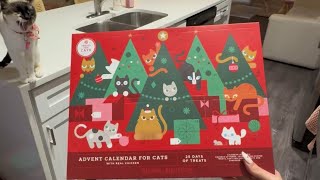 affordable advent calendar for your cats  suitable for multiple kitties 🎄 [upl. by Thielen]