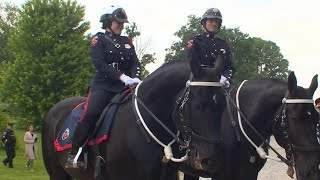 Hamilton Mounted Police welcome new horses riders to force [upl. by Airda]