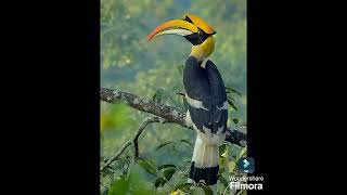 HORN BILLBIRD OF LOVE  DRSKSINGH CHANNEL JAI SHREERAM [upl. by Eseilenna]