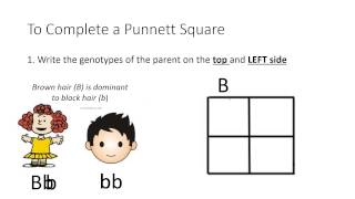 Intro to Punnett Squares [upl. by Burnham628]