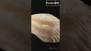 How oysters make pearlsPearlFormation Oysters MarineBiology NaturalEngineering Nacre Ocean [upl. by Eslud]