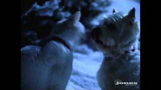 Cat Kisses Dog  PetSmart Holiday Commercial  Jones Advertising [upl. by Tiphani]