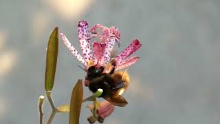 Bumblebee Bombus hypocrita Robs Hairy Toad Lily Flowers of Nectar 240fps [upl. by Ariamo]