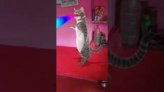 Billi bole meow meow cute cat dance short videoautomobile songmusicfunnydance comedycarton [upl. by Joseito]