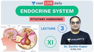 Endocrine System  L3  Pituitary Hormones  Unacademy NEET  LIVE DAILY  NEET Biology  Sachin Sir [upl. by Nosyd]