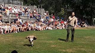 Birds of Prey Show at Zoo Planckendael Mechelen Belgium [upl. by Eudoca]