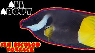 All About The Bicolor Fiji Foxface [upl. by Irma]