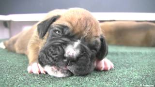 Boxer Puppies Begin to See in HD [upl. by Richers]