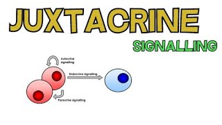 Juxtacrine Signalling  Contact Dependent Signalling [upl. by Akenahc606]