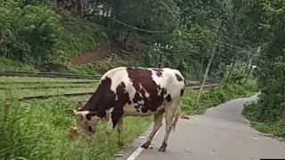 Badulla railway station to home [upl. by Barbie]