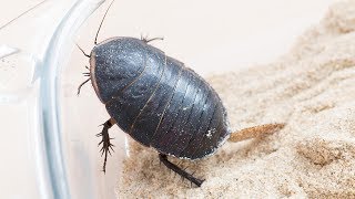 Polyphaga saussurei towing an ootheca [upl. by Ontina]