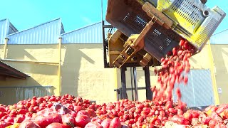 Miles de kilos de tomates preparados para la Tomatina de Buñol Valencia [upl. by Watson352]