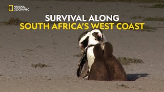 Survival on the Edge  Africas Deadly Kingdom  हिंदी  Full Episode  S1  E2  Nat Geo Wild [upl. by Olsewski]