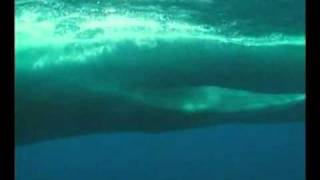 La baleine bleue The Blue whale Balaenoptera musculusflv by naturalmysticlover [upl. by Tavish475]