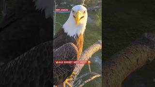 SWFL EAGLE CAM 👑M15 SUNSET NEST CHECK IN 😍 102123 swfec eagle baldeagle [upl. by Hars742]