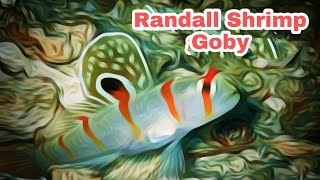 Marine life  SHRIMP GOBY  RANDALL GOBY  Beautiful fish [upl. by Ardnohs]