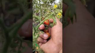 Cherry tomato harvesting [upl. by Blim]