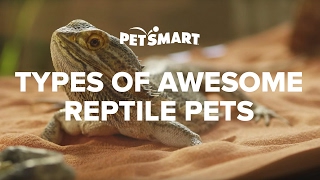 PetSmart’s Types of Awesome Reptile Pets [upl. by Maxy872]