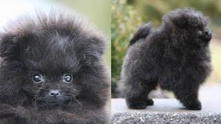 Picking up my NEW POMERANIAN PUPPY  Meet Treacle my black Pomeranian [upl. by Silvia]