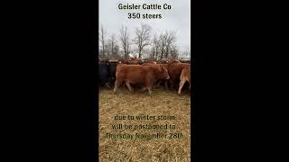 Geisler Cattle Co2 [upl. by Lamori439]