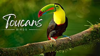 Toucan  One Of The Most Unique Birds On Earth  Facts  Animals [upl. by Aden]