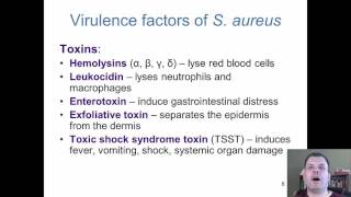 Chapter 18  The Cocci of Medical Importance [upl. by Ardnwahsal]