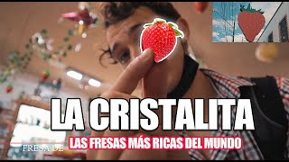 Las FRESAS más RICAS del MUNDO  La CRISTALITA  Irapuato GTO [upl. by Hocker]