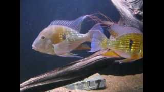 Acarichtys Heckelii Breading pair [upl. by Edbert]