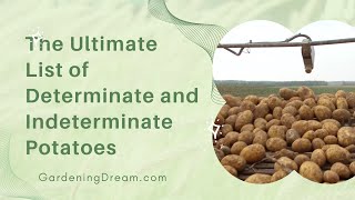 The Ultimate List of Determinate and Indeterminate Potatoes [upl. by Groos420]