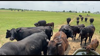 Fun TimesMy Bull Dinero Jumps the Fence [upl. by Kroy]