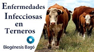 Enfermedades infecciosas en La cría  Biogénesis Bagó [upl. by Ecirahc]