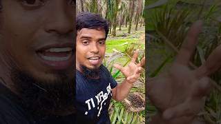 What do we do wrong when harvesting palm fruitviralshortfishingpalmgardenmalaysiafarmingpalm [upl. by Gadmann]