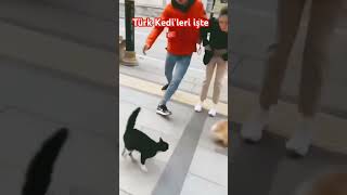 🐱🇹🇷🐱 shortsvideo 😂 [upl. by Haman]