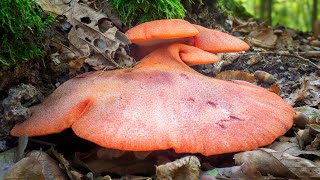 Lingua di bue o fungo bistecca Fistulina hepatica [upl. by Rowen]