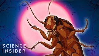 Why Cockroaches Are So Hard To Kill [upl. by Arza]