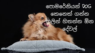 පොමරේනියන් කෙනෙක් ගන්න කලින් හිතන්න ඕන දෙවල්  pomeranian dog sinhala [upl. by Constantin]