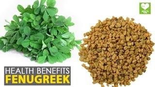 Fenugreek  Healthy Benefits  Health Tips Education [upl. by Anahir966]