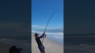 Unexpected catch of a protected species at Cocoa Beach Dehooked and released quickly Tight lines [upl. by Jaynell571]