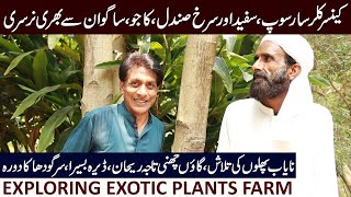 Exotic Plants Farm Near Sialmore Interchange M2 District Sargodha [upl. by Paxon]